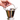 Stainless Steel Polish Finish Serving Balti #2, 650 ML